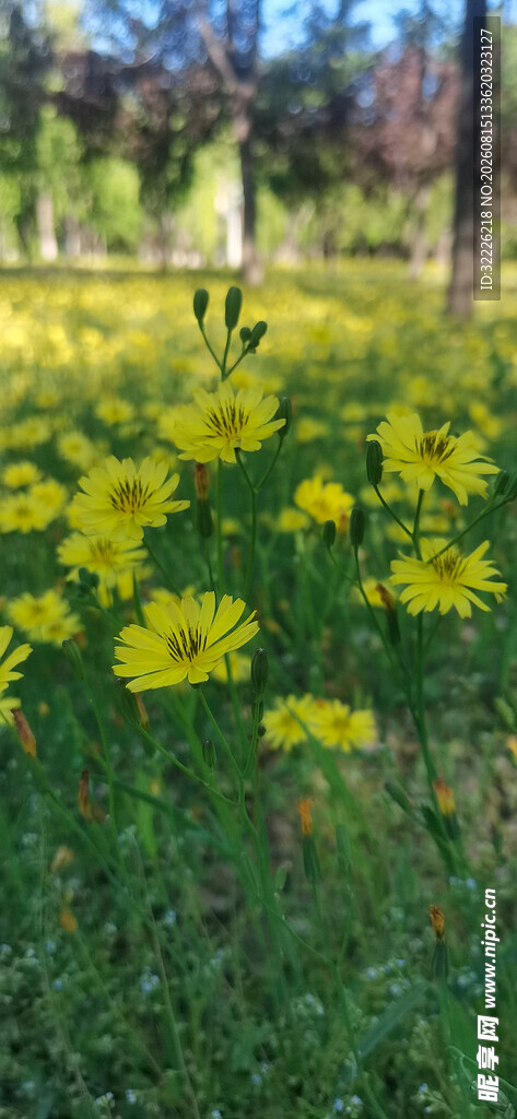 黄色野花
