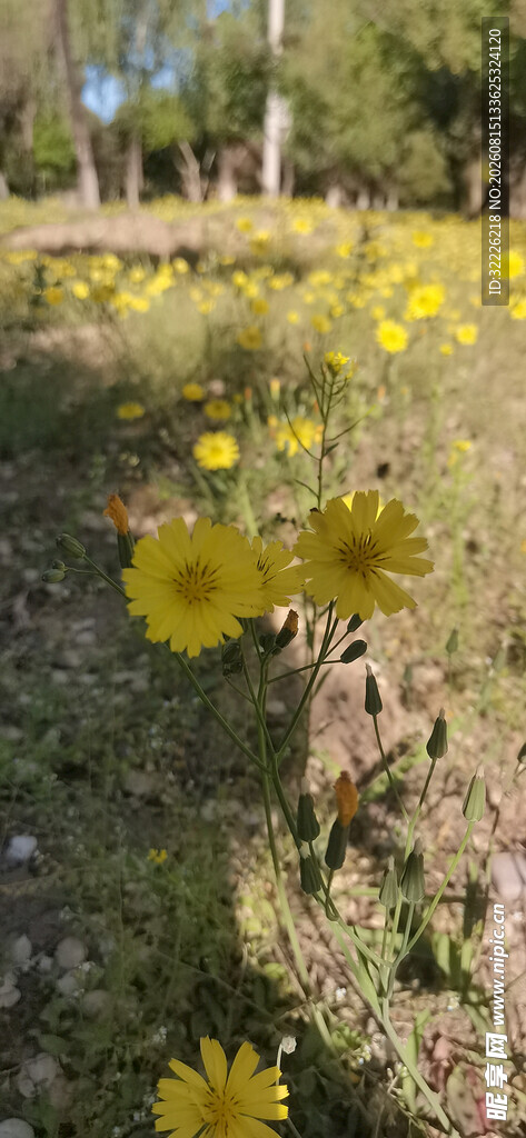 黄色野花