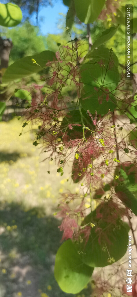 黄栌