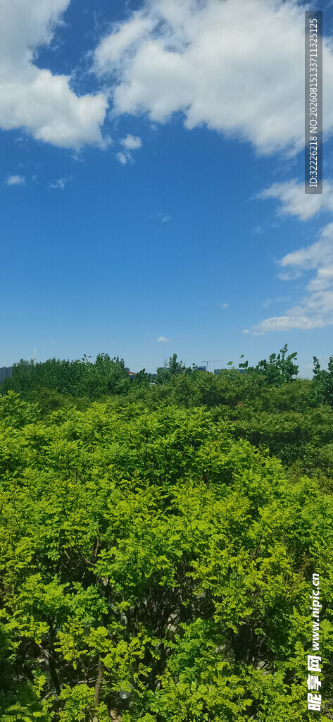 蓝天绿树