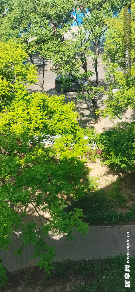 绿意盎然的庭院景观