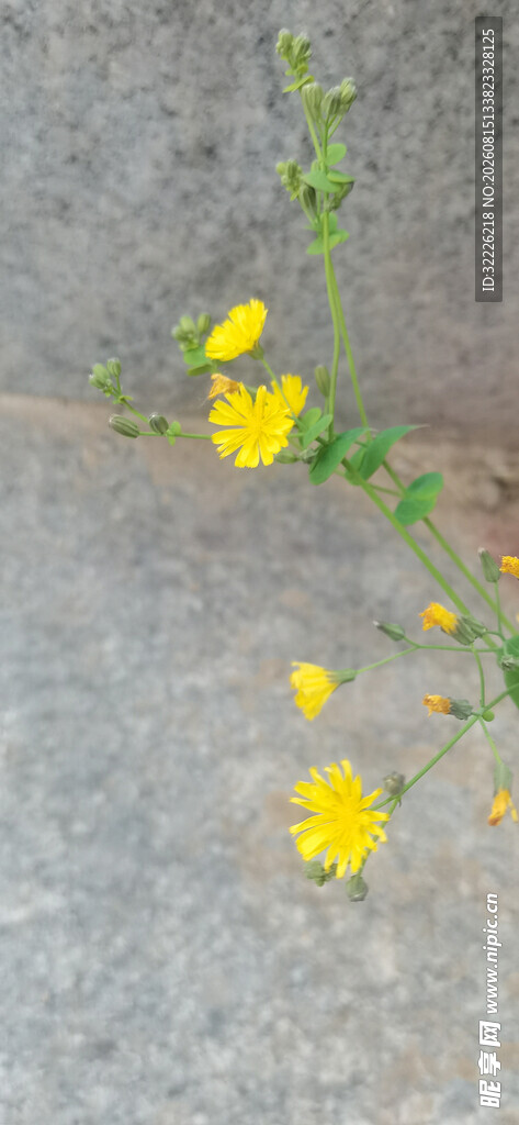 黄色小花