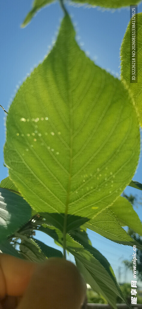 翠绿饱满的植物叶片