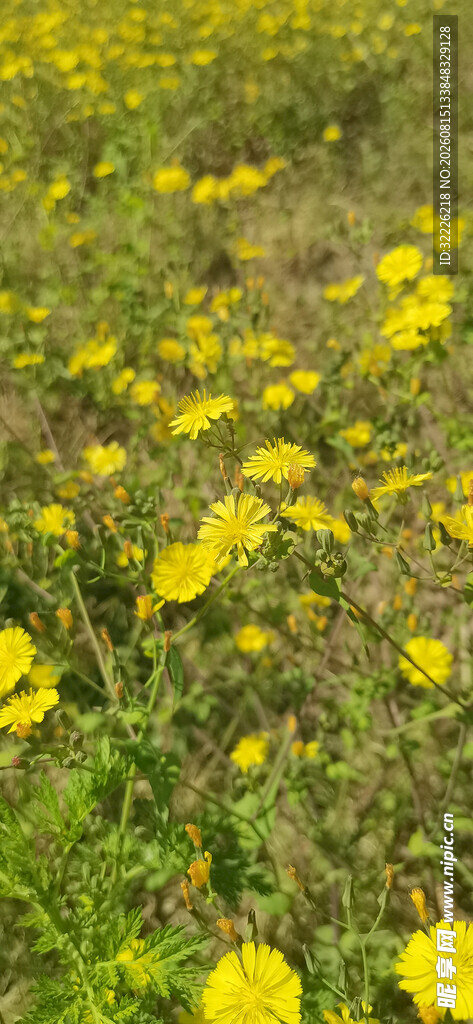 黄色野花
