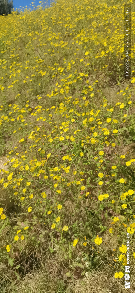 金黄花海铺满山坡