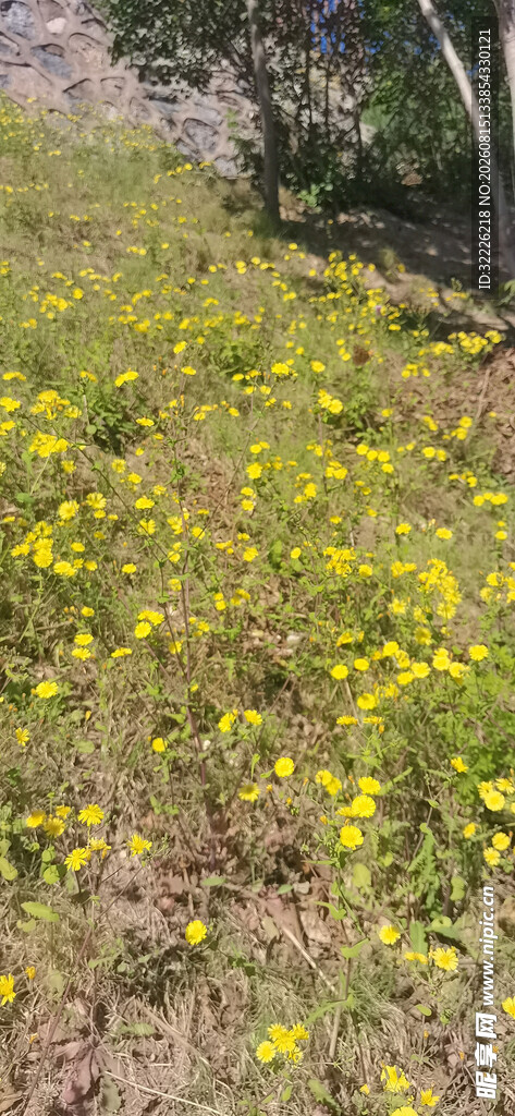 金黄花海绽于绿野