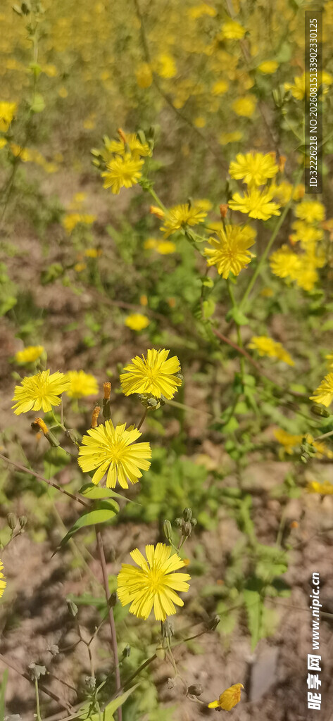 田野中的灿烂黄色小花