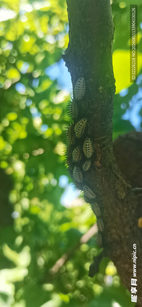 瓢虫幼虫