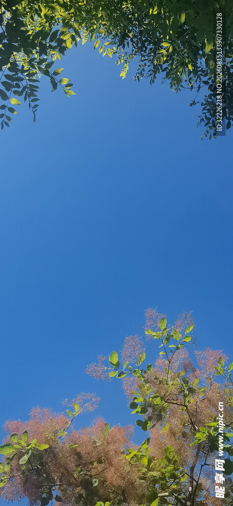 蓝天绿树景致
