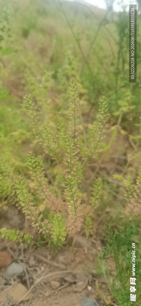 独行菜
