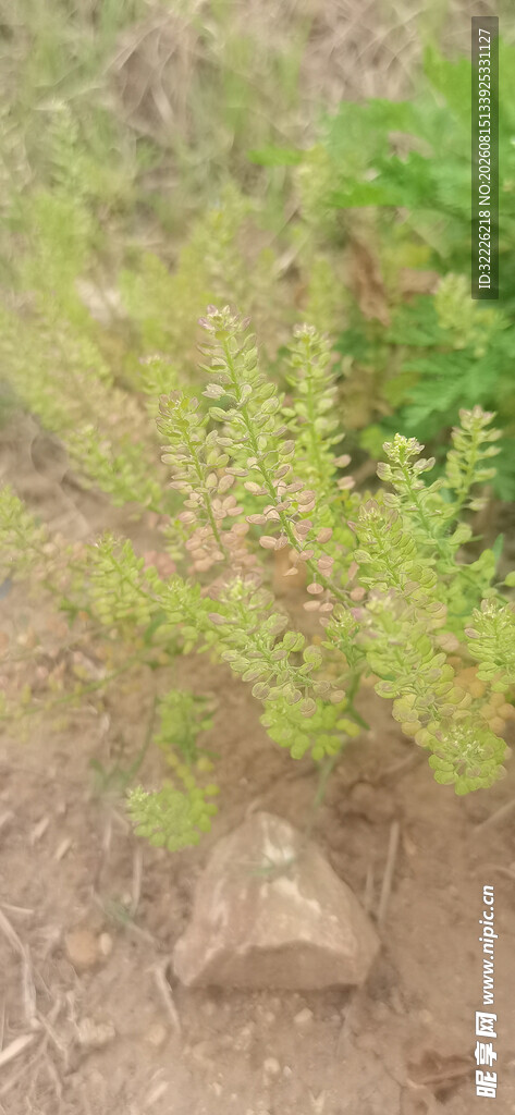 秋天独行菜