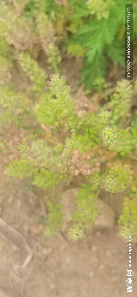 独行菜