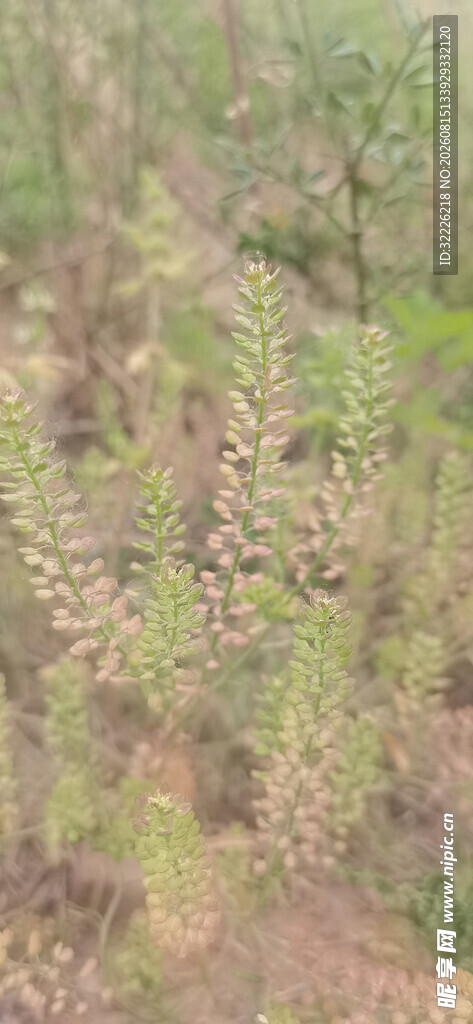 独行菜