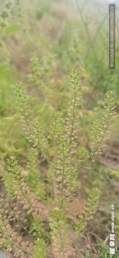 独行菜