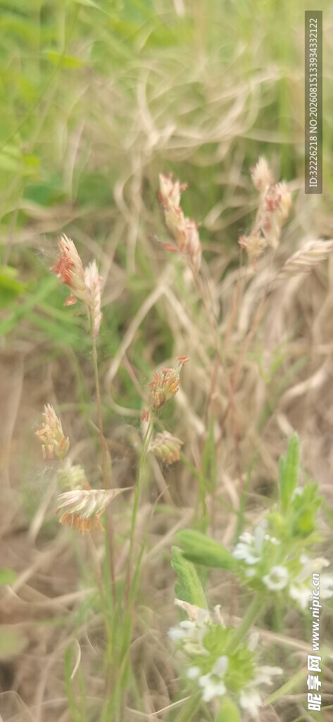 枯黄的植物小草