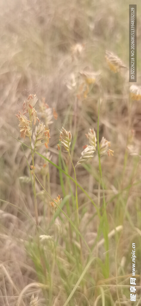 野牛草