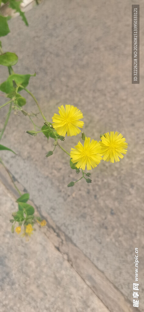 黄色小野花
