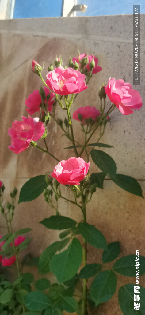 月季花