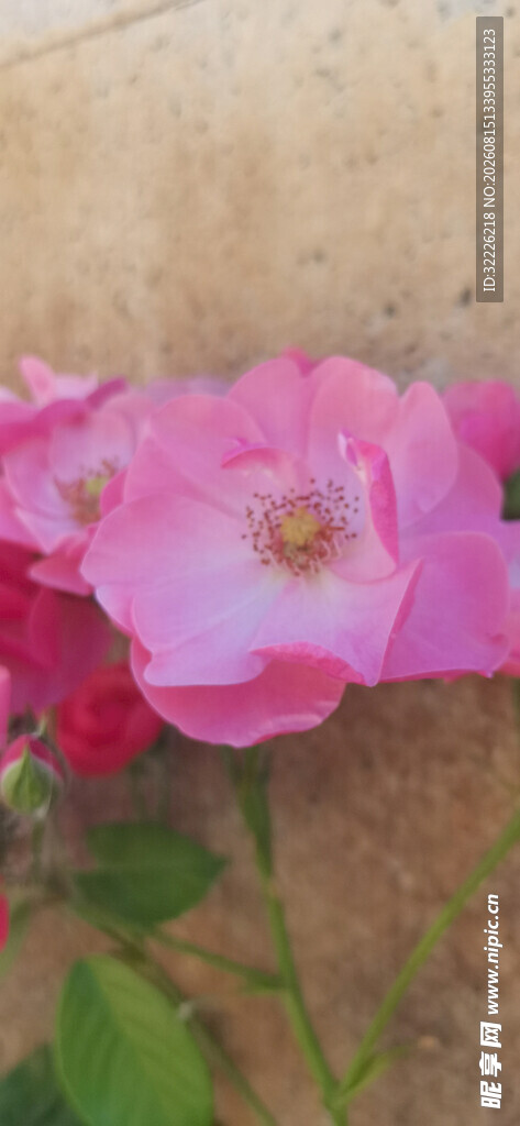 月季花