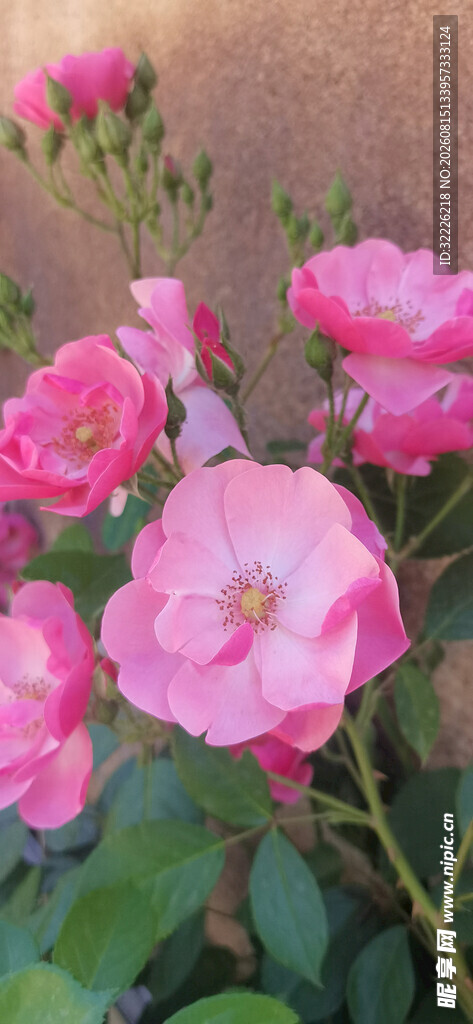月季花