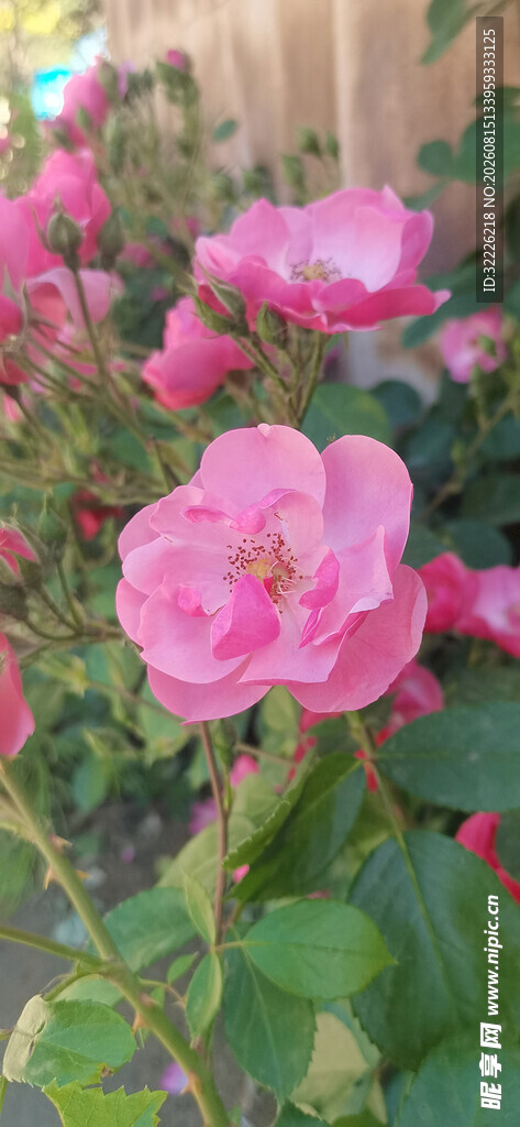 月季花