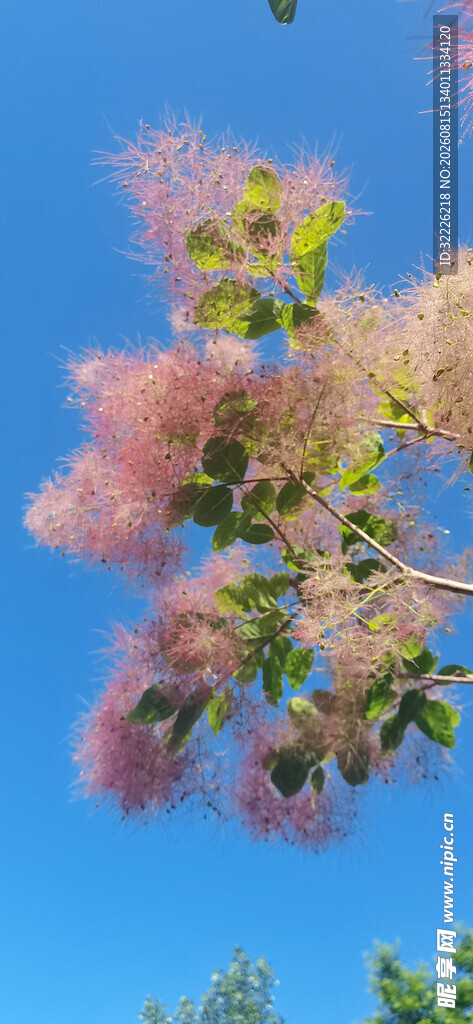 黄栌花