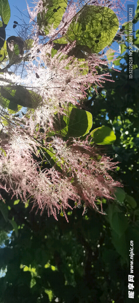 黄栌花