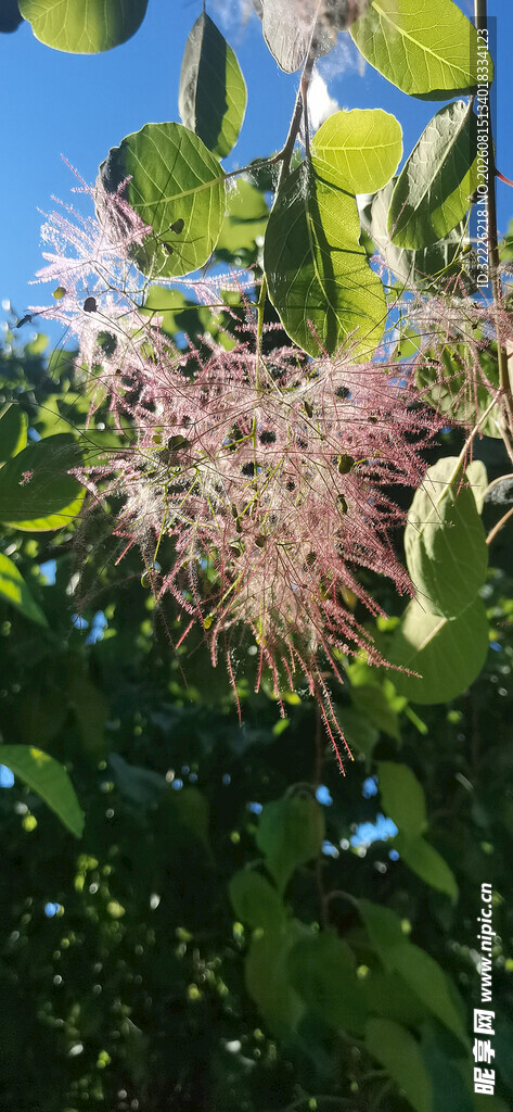 黄栌花