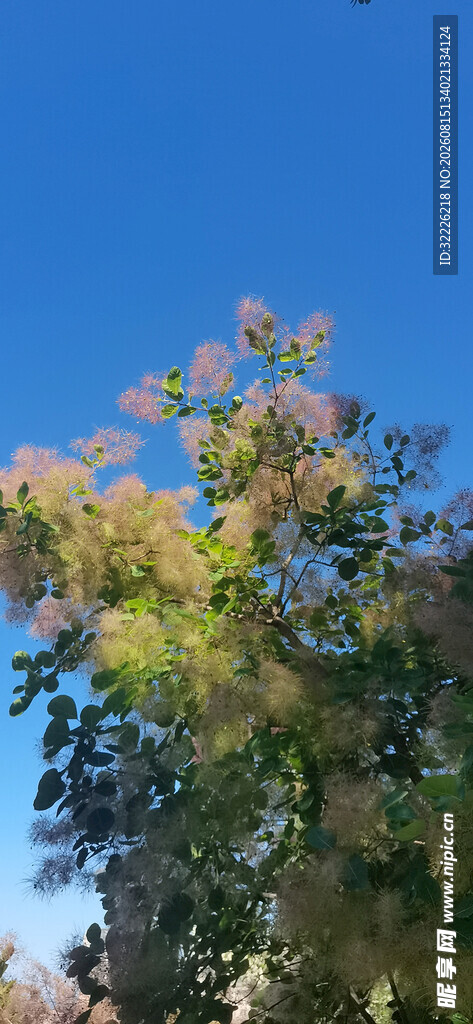 黄栌花