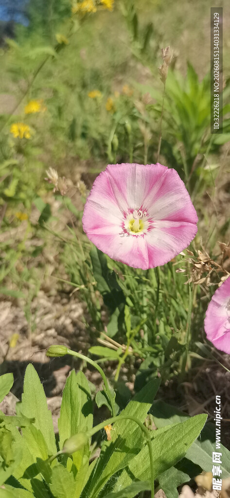 打碗花