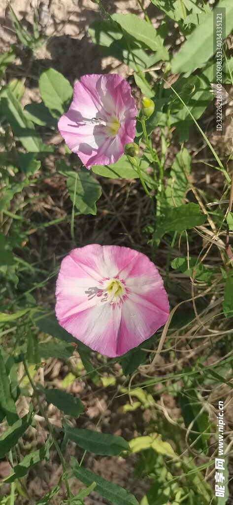 打碗花