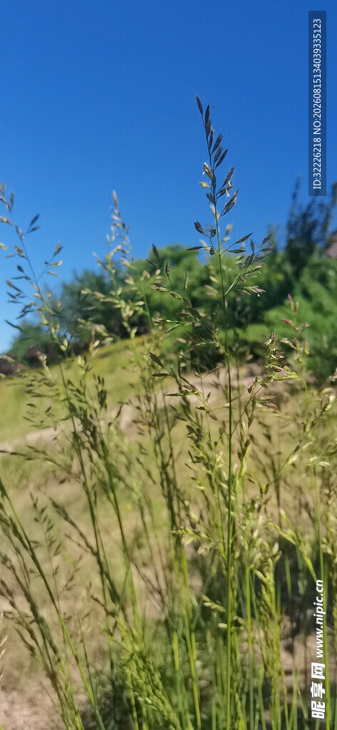 蓝天野草风景图