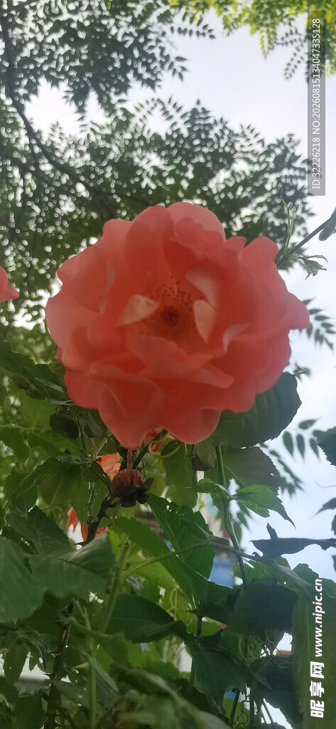 月季花