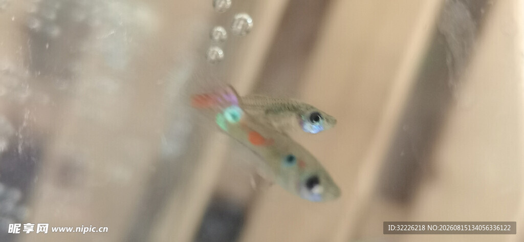 水中灵动小鱼