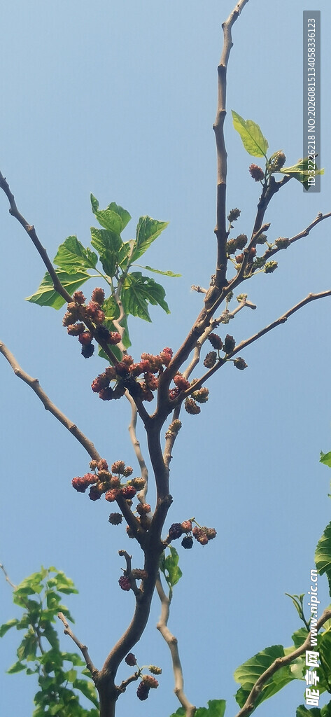 桑葚