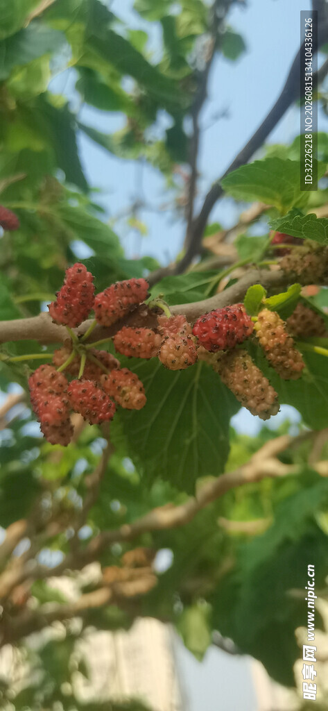 桑葚