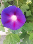 牵牛花