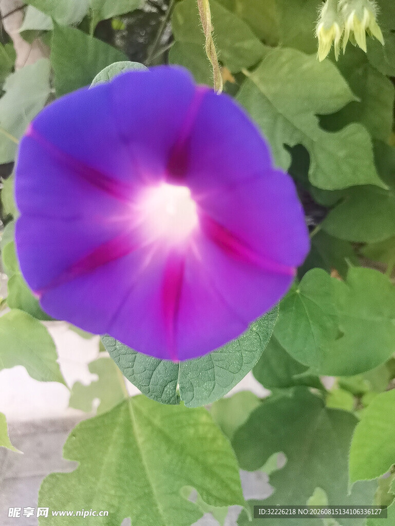 牵牛花