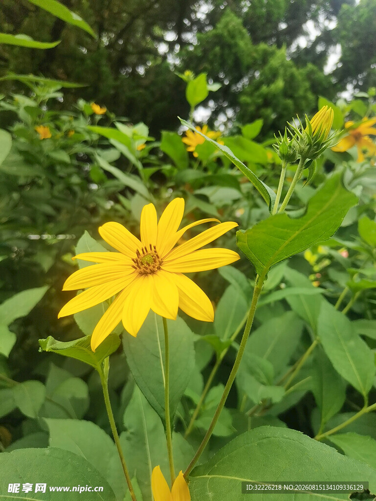 鬼子姜花