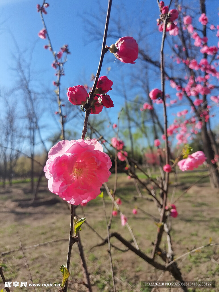 榆叶梅