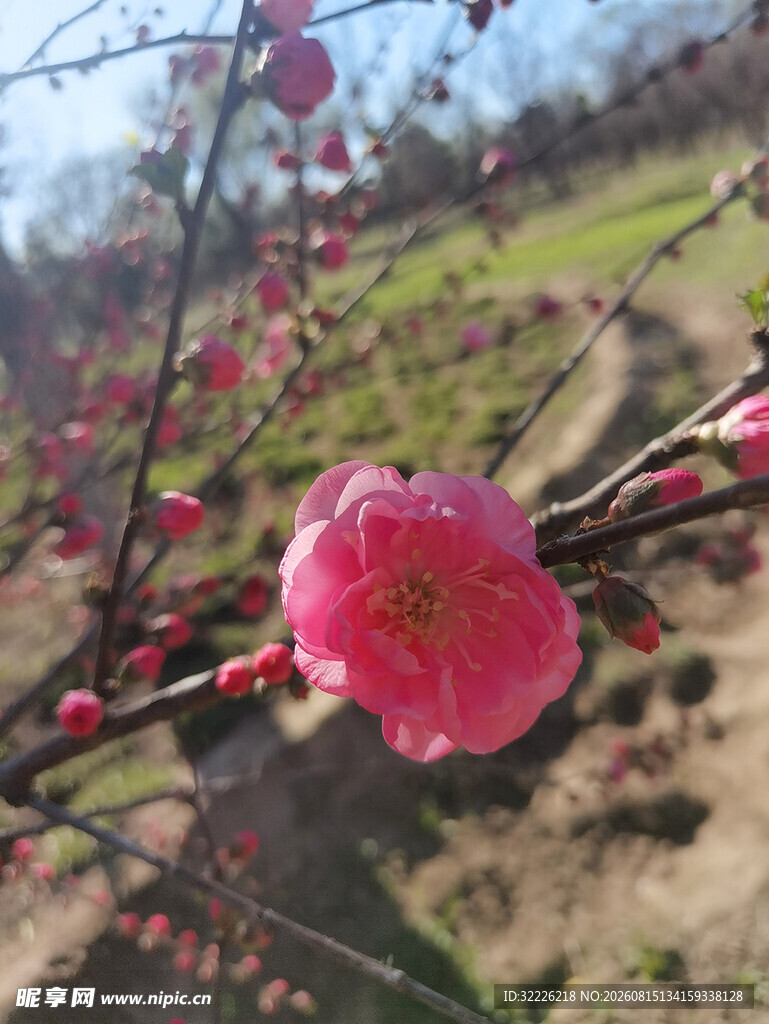 榆叶梅