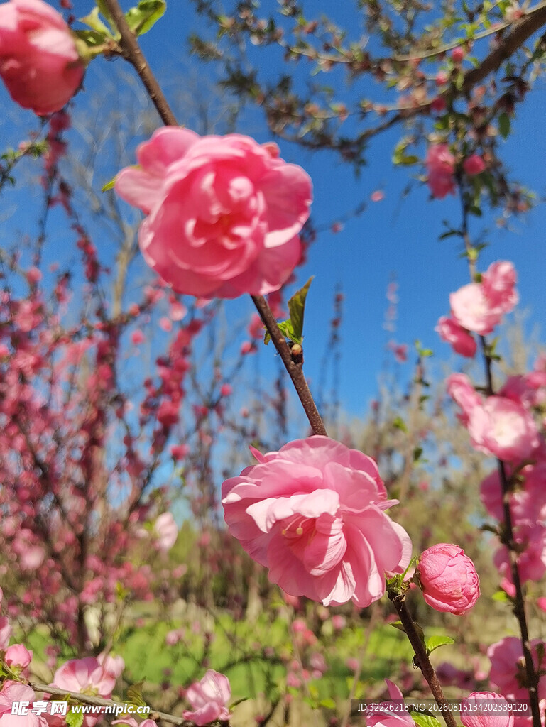 榆叶梅