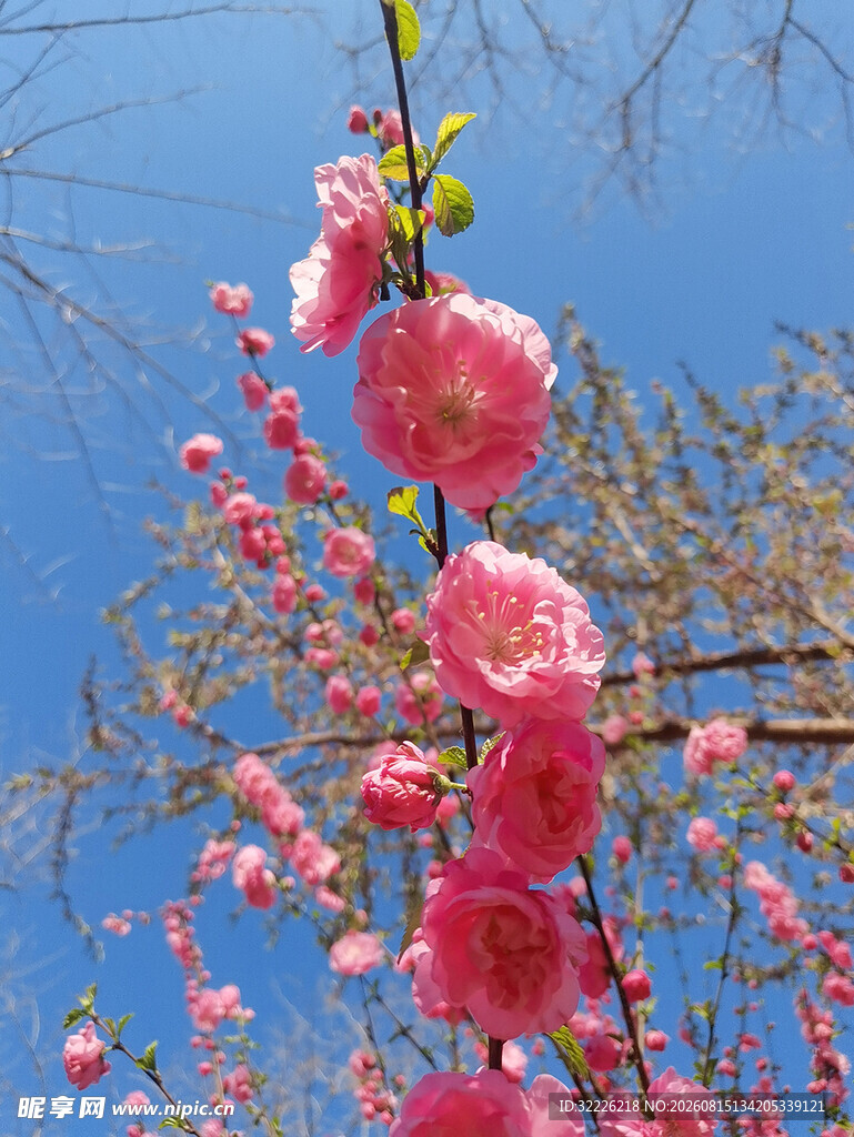 榆叶梅