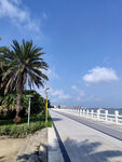 海滨公路旁的棕榈树风景