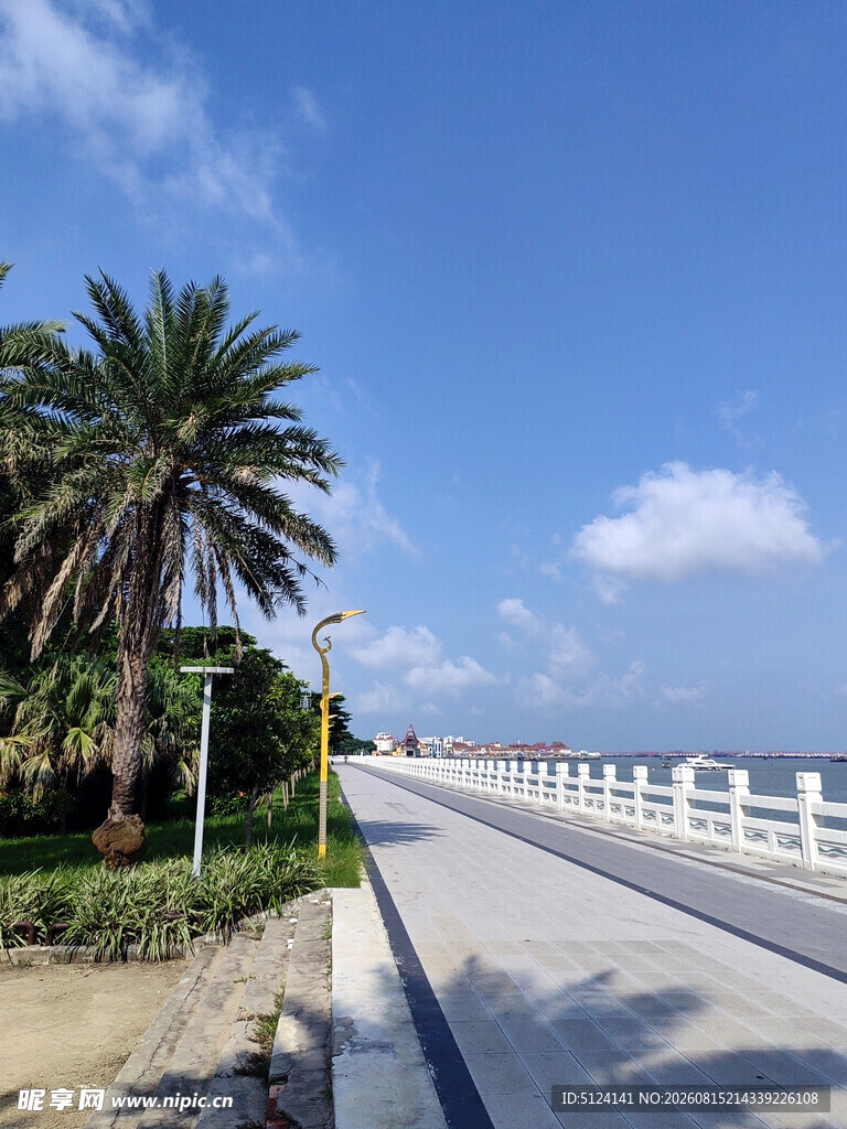 海滨公路旁的棕榈树风景