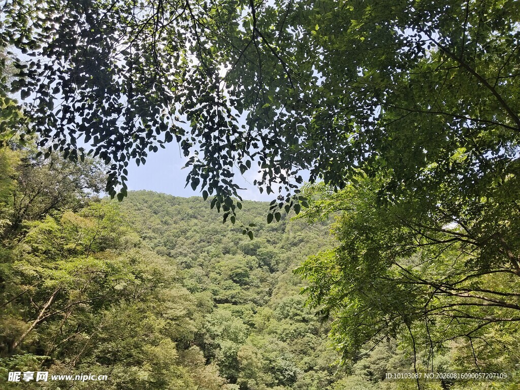 山林绿意盎然的自然景致