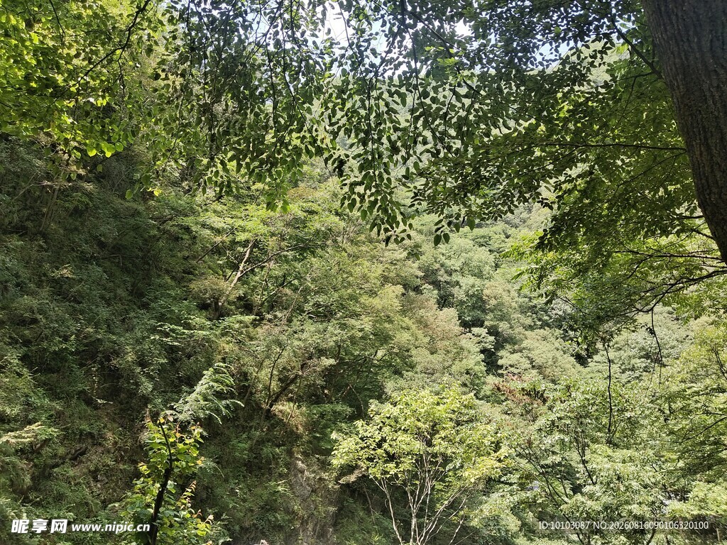 茂密山林绿意盎然