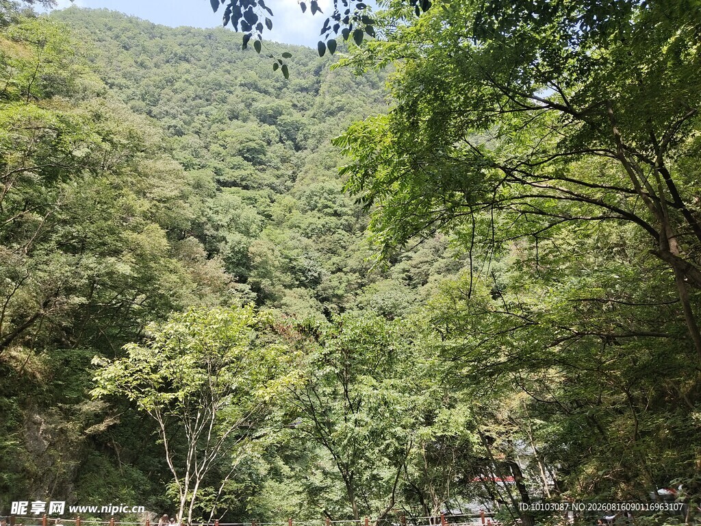 山林绿意景观