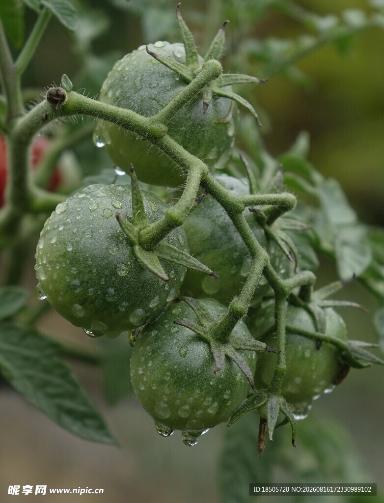 青嫩番茄挂枝头