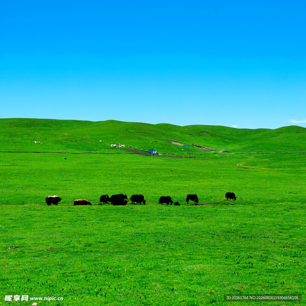 草原牧景